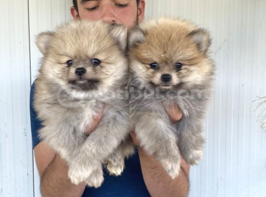 Orji̇nal Pomeranian Boo Yavrularimiz görsel