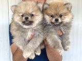 Orji̇nal Pomeranian Boo Yavrularimiz