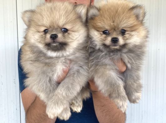 Orji̇nal Pomeranian Boo Yavrularimiz