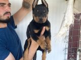 Üst Kali̇te Doberman Yavrularimiz