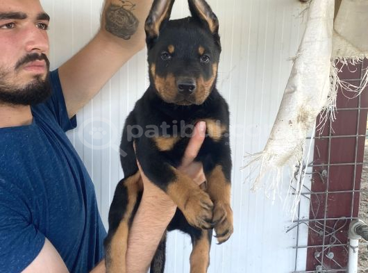 Üst Kali̇te Doberman Yavrularimiz görsel