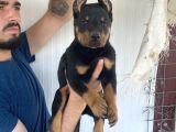 Üst Kali̇te Doberman Yavrularimiz