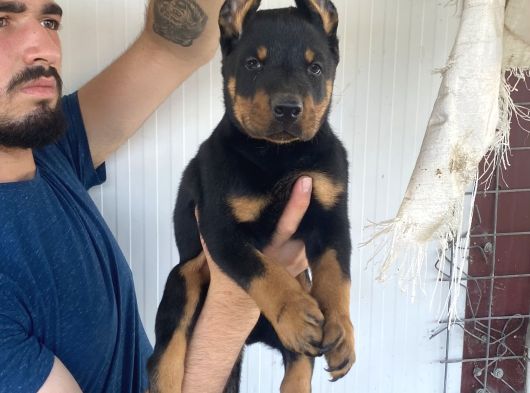 Üst Kali̇te Doberman Yavrularimiz görsel