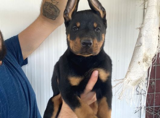 Üst Kali̇te Doberman Yavrularimiz