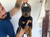 Üst Kali̇te Doberman Yavrularimiz