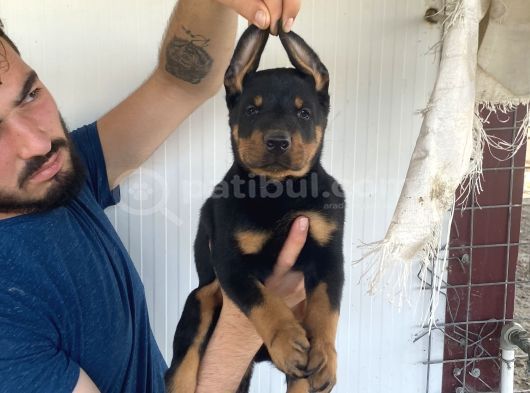Üst Kali̇te Doberman Yavrularimiz görsel