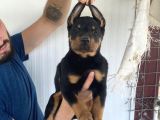 Üst Kali̇te Doberman Yavrularimiz