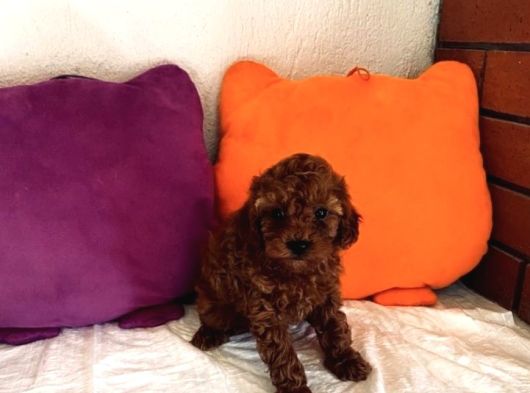 Toypoodle Kore Orjinal Ev Ortamında