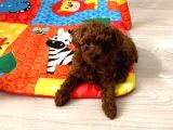 Toypoodle Kore Orjinal Ev Ortamında