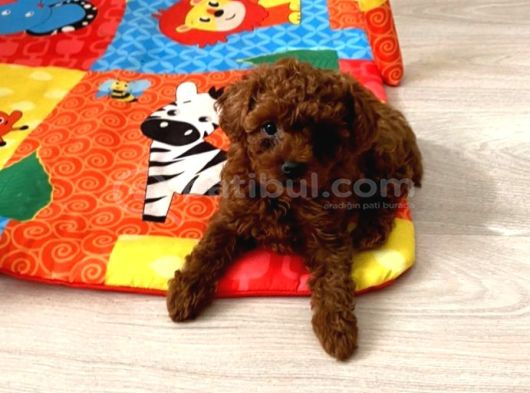 Toypoodle Kore Orjinal Ev Ortamında görsel