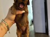 Minicikler Toy Poodle İzmir Balçova