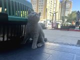 Aşırı Oyuncu Çok Güzel British Shorthair Yavrumuz
