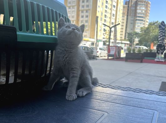 Aşırı oyuncu çok güzel british shorthair yavrumuz