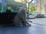 Aşırı Oyuncu Çok Güzel British Shorthair Yavrumuz