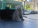 Aşırı Oyuncu Çok Güzel British Shorthair Yavrumuz