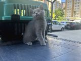 Aşırı Oyuncu Çok Güzel British Shorthair Yavrumuz