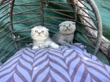 Scottish Fold Yavruları