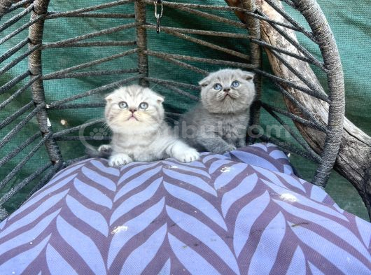 Scottish Fold Yavruları görsel
