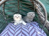 Scottish Fold Yavruları