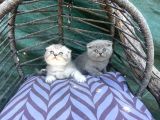 Scottish Fold Yavruları