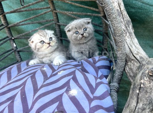 Scottish Fold Yavruları görsel