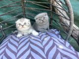 Scottish Fold Yavruları