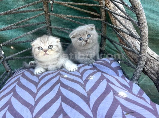 Scottish Fold Yavruları
