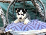 Maskeli Husky Yavrumuz