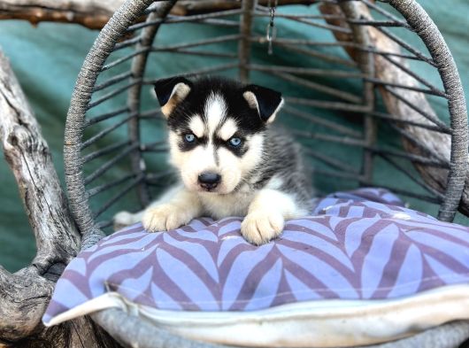 Maskeli Husky Yavrumuz görsel