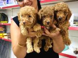 Sağlık Ve Irk Garantili Toy Poodle Yavrularım