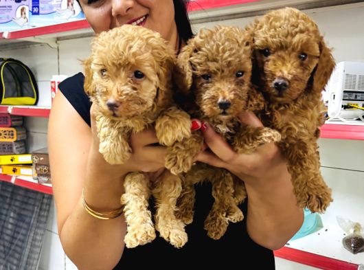 Sağlık Ve Irk Garantili Toy Poodle Yavrularım görsel