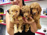 Sağlık Ve Irk Garantili Toy Poodle Yavrularım