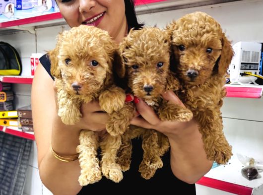 Sağlık Ve Irk Garantili Toy Poodle Yavrularım görsel