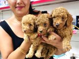 Sağlık Ve Irk Garantili Toy Poodle Yavrularım