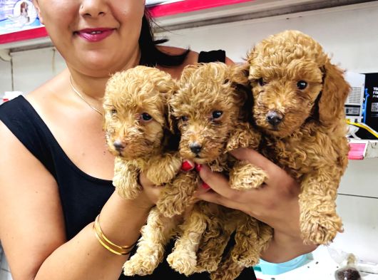 Sağlık Ve Irk Garantili Toy Poodle Yavrularım görsel