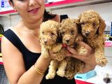 Sağlık Ve Irk Garantili Toy Poodle Yavrularım