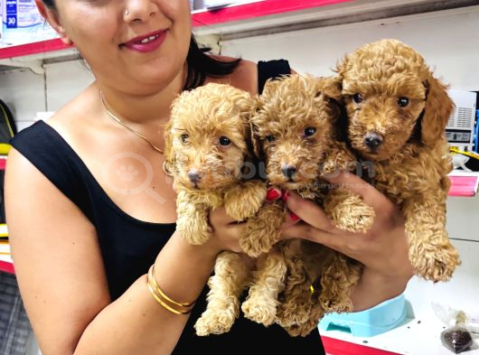 Sağlık Ve Irk Garantili Toy Poodle Yavrularım görsel