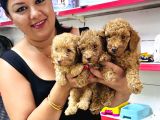 Sağlık Ve Irk Garantili Toy Poodle Yavrularım