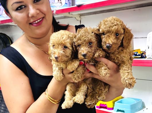 Sağlık Ve Irk Garantili Toy Poodle Yavrularım