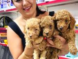 Sağlık Ve Irk Garantili Toy Poodle Yavrularım