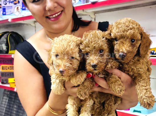 Sağlık Ve Irk Garantili Toy Poodle Yavrularım görsel
