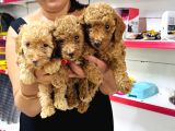Sağlık Ve Irk Garantili Toy Poodle Yavrularım
