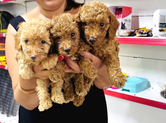 Sağlık Ve Irk Garantili Toy Poodle Yavrularım görsel