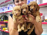 Sağlık Ve Irk Garantili Toy Poodle Yavrularım