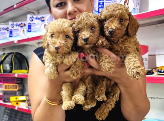 Sağlık Ve Irk Garantili Toy Poodle Yavrularım görsel