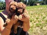 Ufacık Toy Poodle Yavrularım
