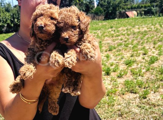 Ufacık Toy Poodle Yavrularım görsel