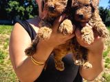 Ufacık Toy Poodle Yavrularım