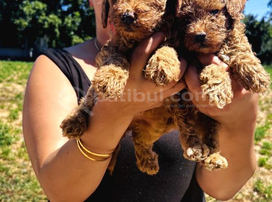 Ufacık Toy Poodle Yavrularım görsel