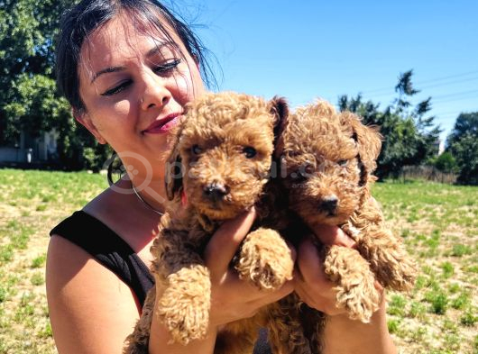 Ufacık Toy Poodle Yavrularım görsel